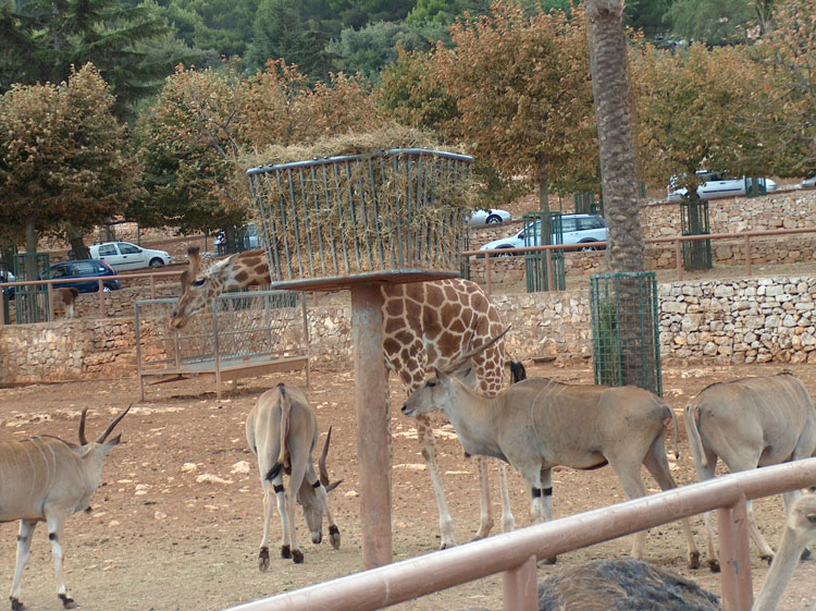 zoo safari 07